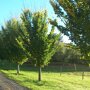 Ulmus 'Lobel'